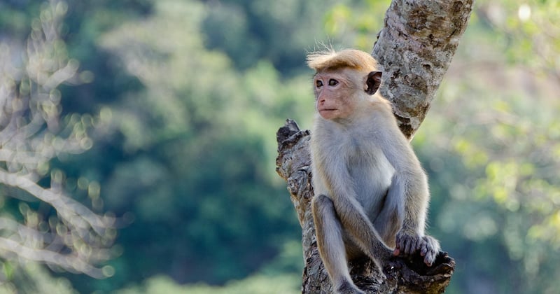 Sri Lanka secret : le guide des trésors cachés à découvrir absolument